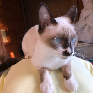 シャム系4月生まれ子猫/メス/白血病陽性/仮名モラ