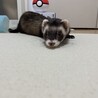 ゴンベの母