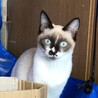 シャム系4月生まれ子猫/メス/白血病陽性/仮名モラ サムネイル2