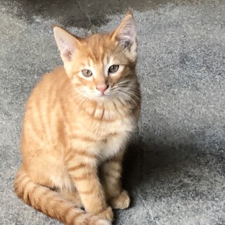 茶トラ子猫（やんちゃ）　里親を募集中