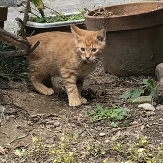 茶トラ子猫（びびり）　里親を募集中