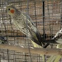 オカメインコ　2歳　2羽