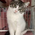 オスの兄弟猫　2匹の里親さんを募集中