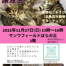 ネコの譲渡会IN島田