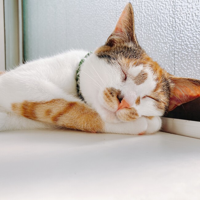 ハナぬこのカバー写真