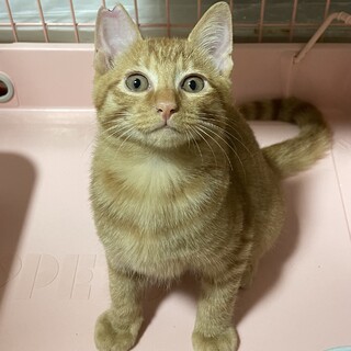 人馴れ抜群！チャトラ栗山くん