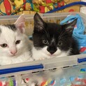 2匹の可愛い子猫ちゃん♂ 里親さん募集しています。