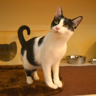 にゃぁと鳴きながらそば来てくれる甘えん坊【ローズ】