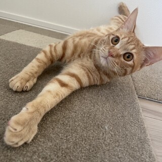 丸顔甘えん坊茶トラ君★