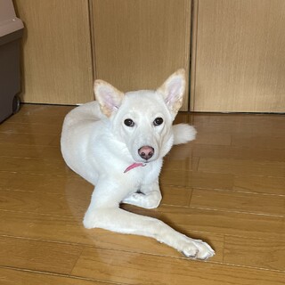 天真爛漫！可愛いポムちゃんのおうちを探しています★