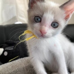 in瀬戸市☆子猫大集合の臨時譲渡会2022年11月26日（土）～ ちーむ にゃいんず