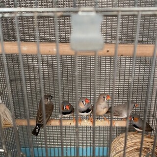 キンカチョウの子どもお譲りします