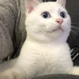 ころころふわふわ君です