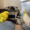 ことりだいすきマン
