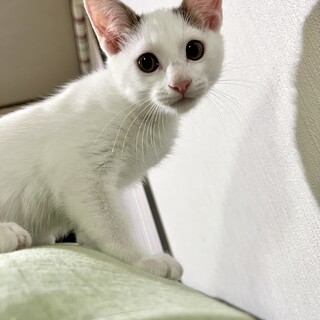 生後2ヶ月の白色がキレイな元気な男の子です！