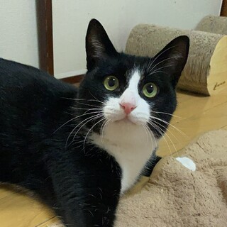 白血病キャリアのオズくん！たくさん撫でてほしいの♡