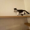 ネズミのおもちゃ