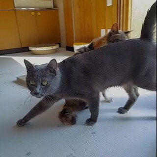 ロシアンブルー系の美人さん