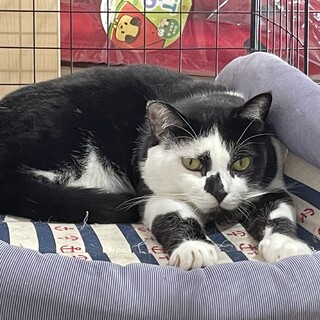 ★☆強面だけど優しい白黒猫君♂小栗竜二☆★