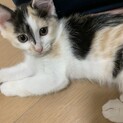 元気いっぱい懐っこい三毛猫女の子