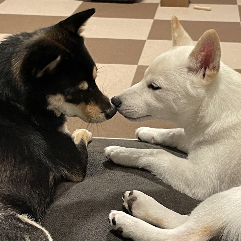 ひまりのカバー写真