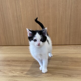 1ヶ月半のかわいい男の子「ミルク」
