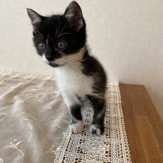 1ヶ月半のかわいい男の子「クーちゃん」