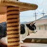 山田ねこ