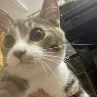 元気いっぱい人慣れ抜群とまと君