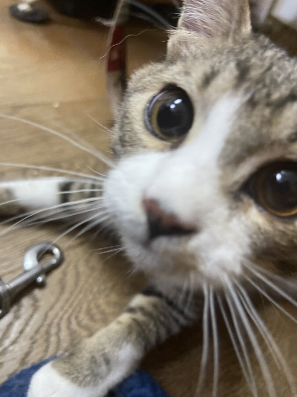 元気いっぱい人慣れ抜群とまと君 サムネイル2