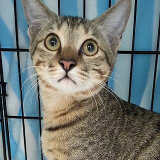 募集停止　キジトラ男子★チャイ