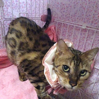 純血ベンガル♪甘えた★アンちゃん５歳