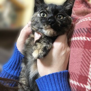 2ヶ月半サビ猫女の子のもずくちゃん