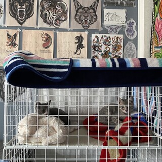 子猫2匹人懐っこい性格です