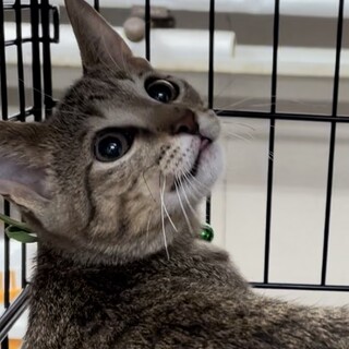 募集停止❤️キジトラ男子ブール