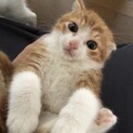 ころふわ兄弟の家族になってください