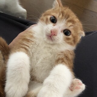 ころふわ兄弟の家族になってください