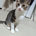 仔猫5匹飼い主さん募集中