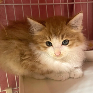 白茶長毛のなおくん　風邪ひきでリリースできず