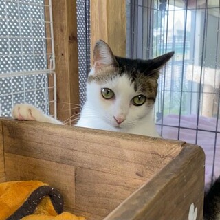 お茶目な美形「カヌレ」ちゃん♡