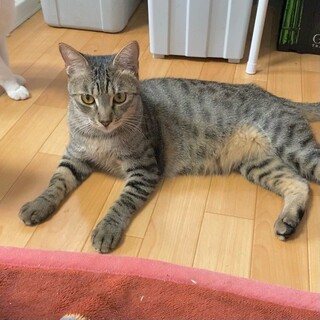 遊ぶの大好き「トウファ」くん❤