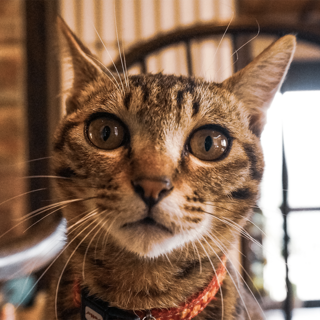 人間大好き、甘えん坊で優しい猫ちゃんです