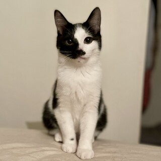 遊びが大好き好奇心旺盛な白黒くん