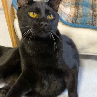 陽気でお茶目な甘えん坊「米」くん❤