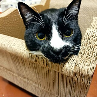 たまちゃん★オス３歳★岐阜～里親募集