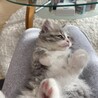 の写真