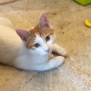 美形猫アランちゃん里親様募集中