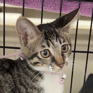 募集停止　キジシロ女子♥クララ