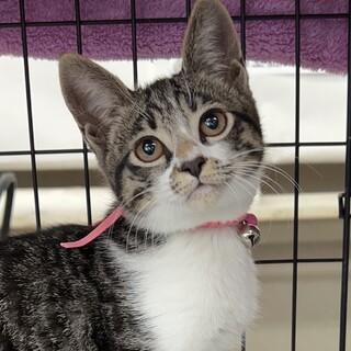 募集停止　美猫キジシロ女子♥ハイジ