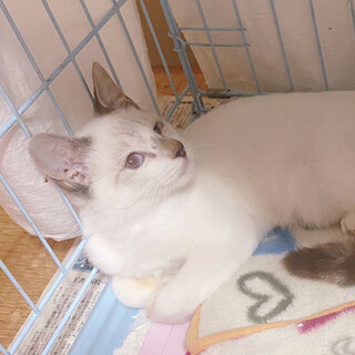 毛がフワフワシャム系男の子♡片目は見えません